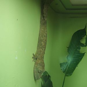 Henkel`s Leaf-tailed Gecko