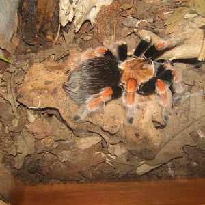 Mexican Flame Leg Spider (Brachypelma boehmei)