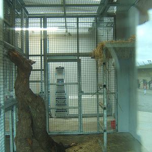 View of indoor Bear dens