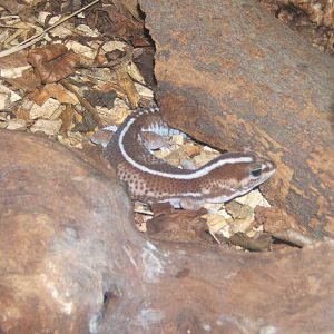 African Fat-tailed gecko