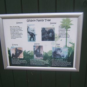Siamang family tree