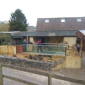 View of Meerkat enclosure