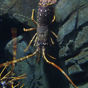 European Crawfish