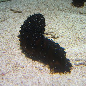Sea Cucumber