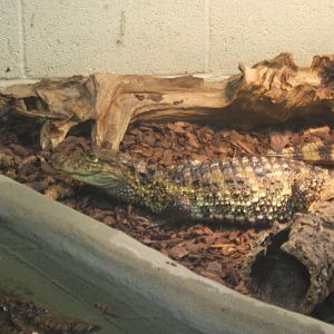 Broad-fronted Caiman