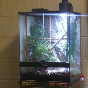 Yellow-headed Day Gecko exhibit