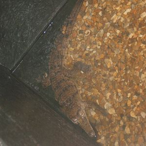 Freshwater Crocodile