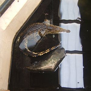 South African Nile Crocodile