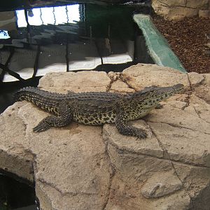 Cuban Crocodile