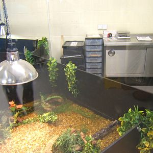 View of Crocodile nursery room