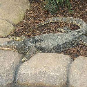 Malayan Water Monitor