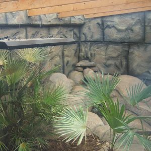 View of part of the Malayan Water Monitor exhibit