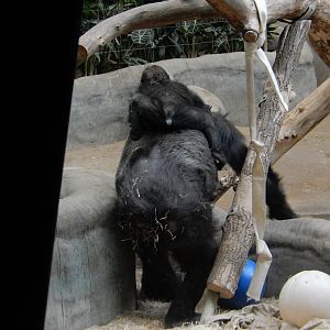 3/11/2016 - Femelle and Sulaiman