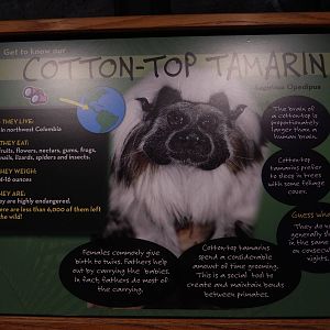 3/11/2016 - New Cotton Top Tamarin Sign