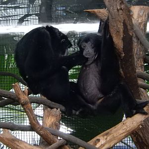 3/11/2016 - Siamangs