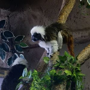 3/11/2016 - Cotton Top Tamarins
