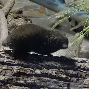 3/11/2016 - Dwarf Mongoose