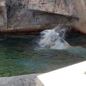 3/11/2016 - Snow Lilly