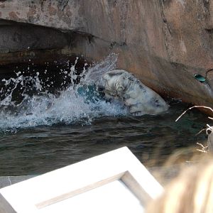 3/11/2016 - Polar Splash