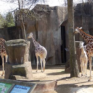 3/11/2016 - Giraffe Herd