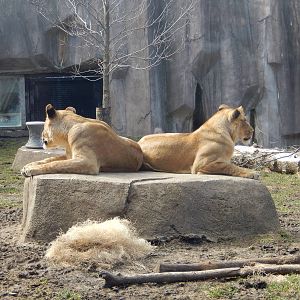 3/11/2016 - Savannah and Amali