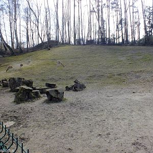 Vicuna Enclosure