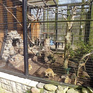 Yellow Mongoose Enclosure