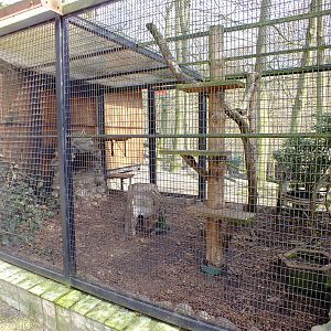 Feline Genet Outdoor Enclosure