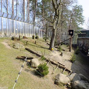 Patas Monkey Outdoor Enclosure