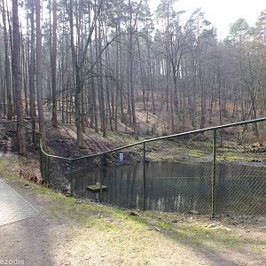 Eurasian Elk (Moose) Enclosure
