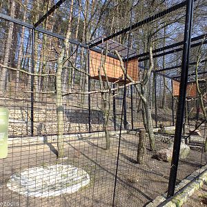 Steppe Eagle Enclosure