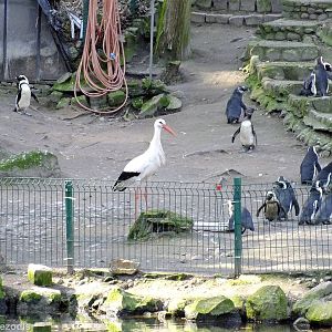 Wild White Stork Come to Steal Food from the Penguins
