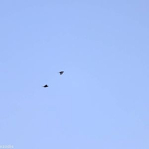 Wild Ravens
