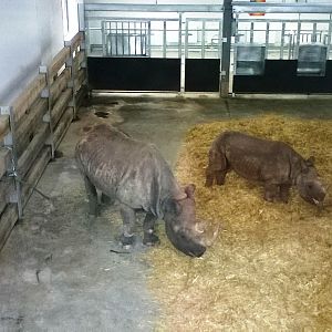 Black Rhino Indoor Enclosure 02-Apr-16
