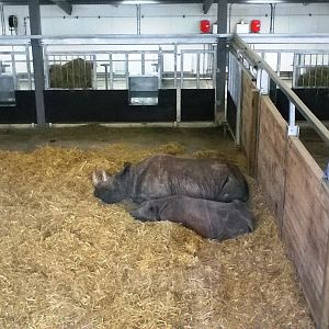 Black Rhino Indoor Enclosure 02-Apr-16