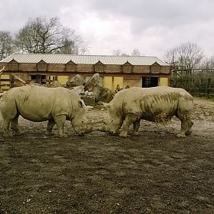 White Rhino Outdoor Enclosure 02-Apr-16