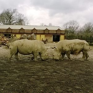 White Rhino Outdoor Enclosure 02-Apr-16