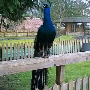 Free Roaming Peacock 02-Apr-16