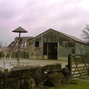 Giraffe Outdoor Holding Pen 02-Apr-16