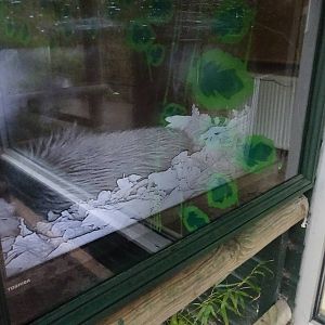 Northern Brown Kiwi, April 2016