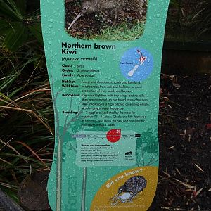 Northern Brown Kiwi sign, April 2016