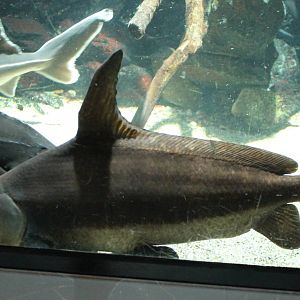 Chinese high-fin banded shark