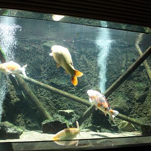 Koi-carp aquarium