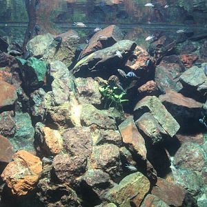 African lake aquarium