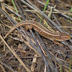 Lacerta agilis
