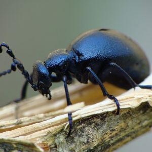 Meloe violaceus