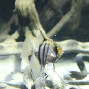 Freshwater angelfish