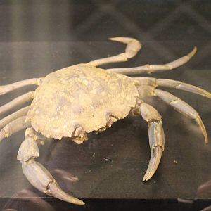 Crab-species