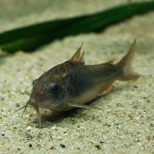 Corydoras ID