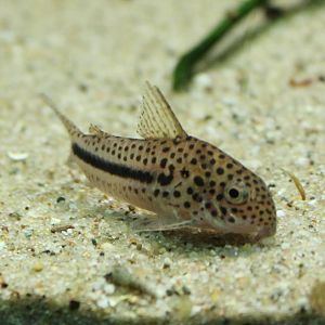 Corydoras cf bondi